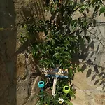 Holly Pensión Balchik